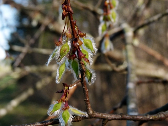 {Ulmus alata}